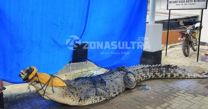 BKSDA Sultra: "Buaya yang Ditangkap Warga Sudah Mati"