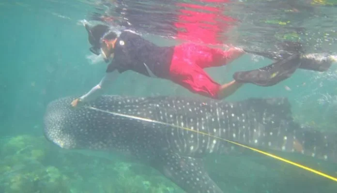 ikan_paus_soropia Seekor Ikan Hiu Paus Masuk ke Dalam Sero Nelayan Soropia