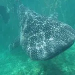 ikan_paus_soropia1