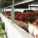 Target Swasembada Daging BPTP Rutin Sosialisasi Teknologi Peternakan Target Swasembada Daging BPTP Rutin Sosialisasi Teknologi Peternakan