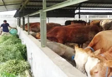 Target Swasembada Daging BPTP Rutin Sosialisasi Teknologi Peternakan Target Swasembada Daging BPTP Rutin Sosialisasi Teknologi Peternakan