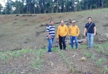 PT Jafpa Makassar Target 1000 Ton Pembelian Jagung Hibrida di Konut PT Jafpa Makassar Siap Beli Hasil Panen Jagung Hibrida Konut