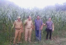 PT Jafpa Makassar Lirik Jagung Hibrida Konasara Konut PT Jaffa Makassar Lirik Jagung Hibrida Konasara Konut
