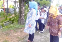 60 Persen Pohon di Kota Kendari Perlu Peremajaan 60 Persen Pohon di Kota Kendari Perlu Peremajaan