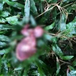 Penemuan Orok di Tinggololi, Perempuan yang Disinyalir Tukang Urut Dibebaskan Penemuan Orok di Tinggololi, Perempuan yang Disinyalir Tukang Urut Dibebaskan