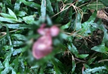 Penemuan Orok di Tinggololi, Perempuan yang Disinyalir Tukang Urut Dibebaskan Penemuan Orok di Tinggololi, Perempuan yang Disinyalir Tukang Urut Dibebaskan