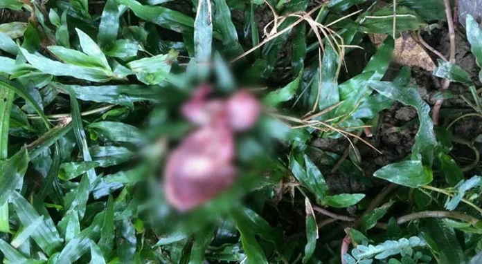 Penemuan Orok di Tinggololi, Perempuan yang Disinyalir Tukang Urut Dibebaskan