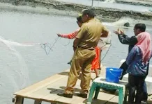 Menteri Kelautan Panen Udang Vaname di Kolaka Menteri Kelautan Panen Udang Vaname di Kolaka