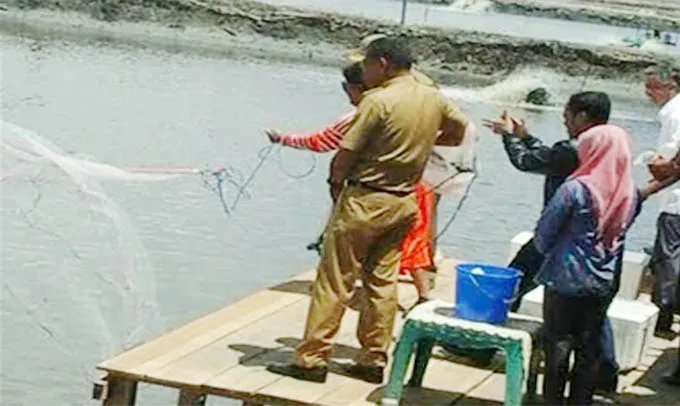 panen_udang Menteri Kelautan Panen Udang Vaname di Kolaka