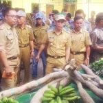 Pemkab Konsel Gagas Kecamatan Sabulakoa Jadi Pusat Pengembangan Singkong Gajah Pemkab Konsel Gagas Kecamatan Sabulakoa Jadi Pusat Pengembangan Singkong Gajah