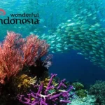 Yes, Wonderful Indonesia Raih “Special Prize; The Best Booth Marine and Diving” di Jepang ilustrasi wakatobi