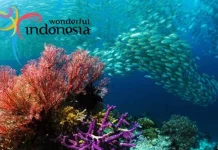 Yes, Wonderful Indonesia Raih “Special Prize; The Best Booth Marine and Diving” di Jepang ilustrasi wakatobi
