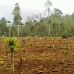 Kelompok Tani Desa Panggulawu di Konut Mulai Garap Lahan Tidur 75 Hektar ilustrasi lahan tidur