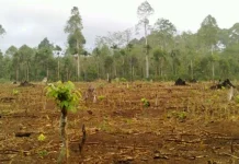 Kelompok Tani Desa Panggulawu di Konut Mulai Garap Lahan Tidur 75 Hektar ilustrasi lahan tidur