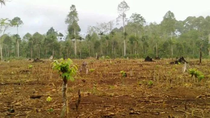 ilustrasi lahan tidur