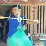 Pemkab Konut Mulai Kumpul Jagung Hibrida Hasil Panen Petani Pemkab Konut Mulai Kumpul Jagung Hibrida Hasil Panen Petani