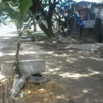 Berlubang dan Becek, Jalan di Depan Kantor PAN Sultra Ditanami Pohon Pisang Berlubang dan Becek, Jalan di Depan Kantor PAN Sultra Ditanami Pohon Pisang