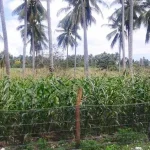 Desa Waworaha Berdayakan Masyarakat Tanam Jagung Melalui Dana Bumdes Desa Waworaha Berdayakan Masyarakat Tanam Jagung Melalui Dana Bumdes