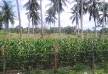 Desa Waworaha Berdayakan Masyarakat Tanam Jagung Melalui Dana Bumdes Desa Waworaha Berdayakan Masyarakat Tanam Jagung Melalui Dana Bumdes