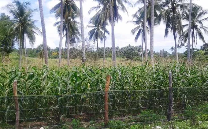 lahan-jagung Desa Waworaha Berdayakan Masyarakat Tanam Jagung Melalui Dana Bumdes