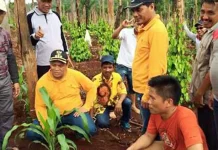 Bupati Konut Buka Lahan Jagung Pribadi Seluas 15 Hektar, Ini Tujuannya Bupati Konut Buka Lahan Jagung Pribadi Seluas 15 Hektar, Ini Tujuannya