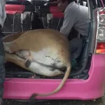 Diduga Hendak Curi Sapi, Dua Orang Ini Diringkus Polisi Diduga Hendak Curi Sapi, Dua Orang Ini Diringkus Polisi