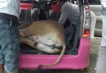 Diduga Hendak Curi Sapi, Dua Orang Ini Diringkus Polisi Diduga Hendak Curi Sapi, Dua Orang Ini Diringkus Polisi