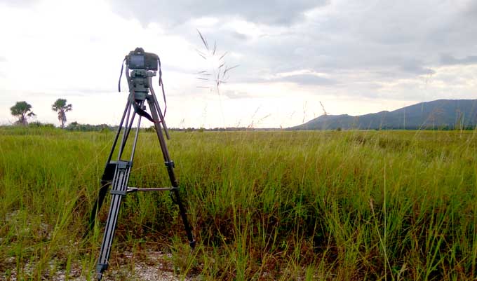 Ingin Merasakan Sensasi Keindahan Padang Savana, Yuk ke Taman Nasional Rawa Aopa