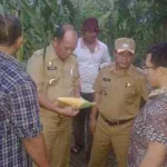 Ribuan Ton Jagung Hibrida Diduga Terbengkalai, Dinas Pertanian Konut Sidak Ribuan Ton Jagung Hibrida Diduga Terbengkalai, Dinas Pertanian Konut Sidak