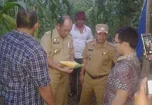 Ribuan Ton Jagung Hibrida Diduga Terbengkalai, Dinas Pertanian Konut Sidak Ribuan Ton Jagung Hibrida Diduga Terbengkalai, Dinas Pertanian Konut Sidak