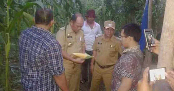 Ribuan Ton Jagung Hibrida Diduga Terbengkalai, Dinas Pertanian Konut Sidak
