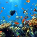 Kemenpar Unjuk Terumbu Karang dan Pesona Bawah Laut di MIDE 2017 Kuala Lumpur terumbu_karang