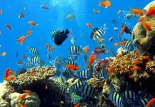 Kemenpar Unjuk Terumbu Karang dan Pesona Bawah Laut di MIDE 2017 Kuala Lumpur terumbu_karang