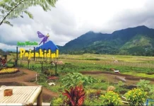 Ini Ada Desa Wisata Keren di Pujon Kulon Kabupaten Malang Desa Wisata Pujon Kidul, Kecamatan Pujon, Kabupaten Malang