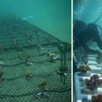 Seribu Spesies Karang Ditanam di Dasar Laut Pulau Bokori oleh BKIPM Kendari Seribu Spesies Karang Ditanam di Dasar Laut Pulau Bokori oleh BKIPM Kendari