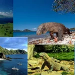 Beginilah Jurus Kemenpar Menggenjot Pariwisata NTT WIsata Pulau Komodo (Google Images)