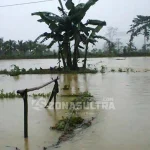 700 Hektar Sawah di Koltim Terendam Banjir 700 Hektar Sawah di Koltim Terendam Banjir