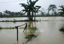 700 Hektar Sawah di Koltim Terendam Banjir 700 Hektar Sawah di Koltim Terendam Banjir