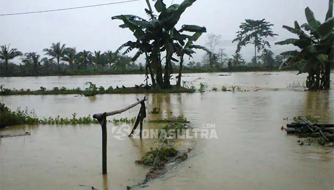 banjir_koltim 700 Hektar Sawah di Koltim Terendam Banjir