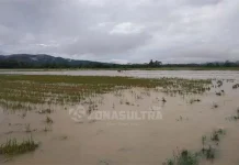 Ratusan Hektar Sawah di Konsel Terendam Banjir, Petani Pasrah Ratusan Hektar Sawah di Konsel Terendam Banjir, Petani Pasrah