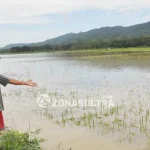 Ratusan Hektar Sawah Siap Panen di Konawe Terendam Banjir Ratusan Hektar Sawah Siap Panen di Konawe Terendam Banjir