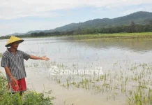 800 Hektar Sawah di Sultra Gagal Panen, Kerugian Ditaksir Rp. 12,6 Miliar Ratusan Hektar Sawah Siap Panen di Konawe Terendam Banjir