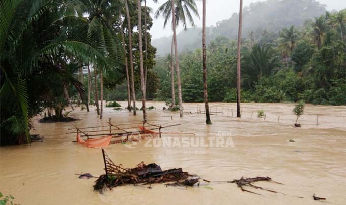 Terendam Banjir, Ribuan Jagung dan Cabai di Konut Gagal Panen