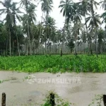 Pasca Banjir, Pemda Konut Catat Ratusan Hektar Lahan Pertanian Puso Terendam Banjir, Ribuan Jagung dan Cabai di Konut Gagal Panen