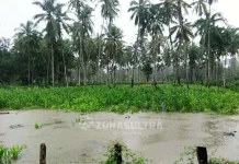 Terendam Banjir, Ribuan Jagung dan Cabai di Konut Gagal Panen Terendam Banjir, Ribuan Jagung dan Cabai di Konut Gagal Panen