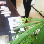 Polda Sultra Amankan Dua Tersangka Pengedar Ganja Bersama Pohon Ganjanya Polda Sultra Amankan Dua Tersangka Pengedar Ganja Bersama Pohon Ganjanya