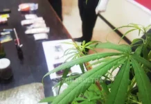 Polda Sultra Amankan Dua Tersangka Pengedar Ganja Bersama Pohon Ganjanya Polda Sultra Amankan Dua Tersangka Pengedar Ganja Bersama Pohon Ganjanya