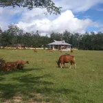 Halaman Kantor Camat Konda Jadi Tempat Gembala Sapi Warga Halaman Kantor Camat Konda Jadi Tempat Gembala Sapi Warga