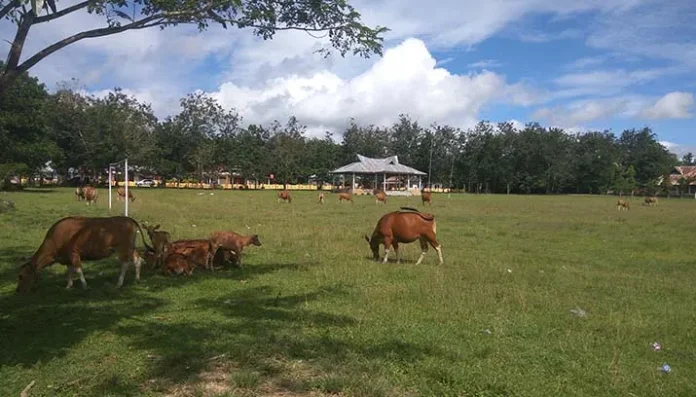 Halaman Kantor Camat Konda Jadi Tempat Gembala Sapi Warga
