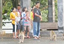 Pingin Selfie dengan Ratusan Kera? Ayo Wisata ke Goa Kreo Semarang Pingin Selfie dengan Ratusan Kera? Ayo Wisata ke Goa Kreo Semarang